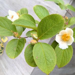 ギンバイカ,ヒメシャラ,夏椿,ナツツバキ,ナツツバキの画像