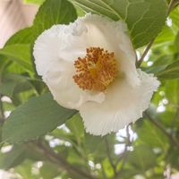 夏椿,夏椿,ナツツバキ,ナツツバキ,ナツツバキの画像