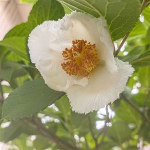 夏椿,夏椿,ナツツバキ,ナツツバキ,ナツツバキの画像