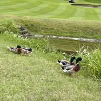 芝生,木々,良い一日を…,ゴルフ場,マガモの画像
