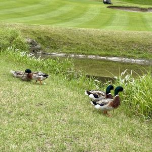 芝生,木々,良い一日を…,ゴルフ場,マガモの画像