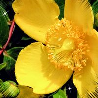 ギボウシ,スイレン,白檀,睡蓮,ギボウシ（ホスタ）の画像