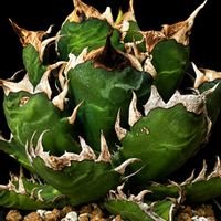 アガベ,アガベ チタノタ,アガベ　実生,アガベ 白鯨,アガベ 白鯨の画像