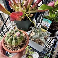 アロエ,翠晃冠,ドリアンブラック,スイコウカン,花芽の画像
