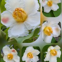 アガパンサス,クチナシ,シュンギク,バラ,ナツツバキの画像