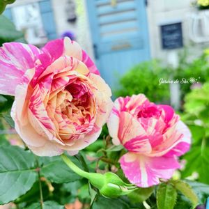 アリウム,バラ,薔薇,オルレア,デルフィニウムの画像