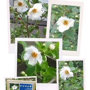 ヒメシャラ,ナツツバキ,ナツツバキ,ナツツバキ,木の花の画像