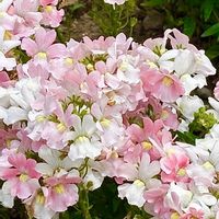 ネメシア,ネメシア,登山,今日の一枚,花のある暮らしの画像