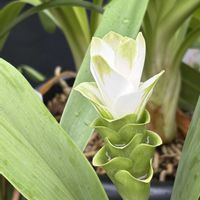 クルクマ,花のある暮らし,沖縄,白い花マニア,おうち園芸の画像