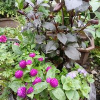 千日紅,ピンクの花,笑顔になる花,可愛い癒し,優しい癒しの画像