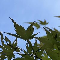 モミジ,青空,青空の下,今日も元気で,今日も笑顔で♡の画像