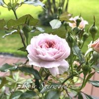 ローダンセマム,バラ シャーウッド,花のある暮らし,咲いてくれてありがとう❤,ばら バラ 薔薇の画像