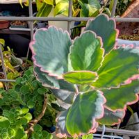 アロマティカス,フィロデンドロン,カランコエ　胡蝶の舞,多肉植物,観葉植物の画像