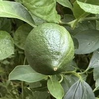 レモン,樹氷,コニファー,ポーチュラカリア雅楽の舞,トゲナシハナキリンの画像