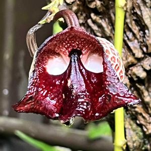 温室,京都府立植物園,冷房室,アリストロギア サルヴァドレンシス,アリストロギア アルボレアの画像