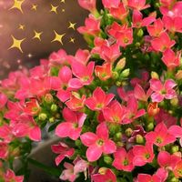 カランコエ,元気もらえる,お友達のお庭！,人に優しくの画像