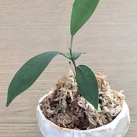 ガジュマル,ガジュマル,元気かな？,元気です！,キッチンの画像