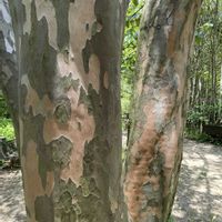 ユッカ,クロトン,ミッキーマウスの木,ナツツバキ,ピンポンノキの画像