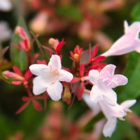 アベリア,ウォーキング中,喜多方日中線枝垂れ桜並木,GS7年目の画像