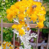 シロタエギク,ビタミンカラー,開花中♡,GSに感謝。,梅雨の晴れ間の画像