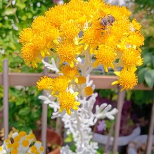 シロタエギク,ビタミンカラー,開花中♡,GSに感謝。,梅雨の晴れ間の画像
