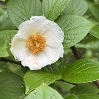 ホタルブクロ,ナツツバキ,ナツツバキ,ナツツバキ,今日のお花の画像