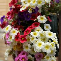 カリブラコア,calibrachoa,ナス科,南アメリカ,カリブラコア属の画像