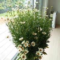 コレオプシス スタークラスター,花のある暮らし,お花大好き♡,リビング・ダイニングの画像