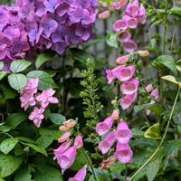 アジサイ,ジギタリス,バラ,紫陽花,ガーデニングの画像