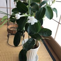 マダガスカル　ジャスミンの画像