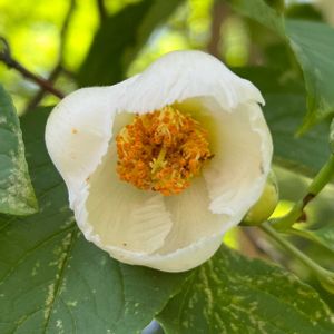 ヒメシャラ,ナツツバキ,シャラノキ,白い花,今日のお花の画像