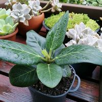 ウンベラータ,フィカス ベンガレンシス,観葉植物,ガーデニング,多肉棚の画像