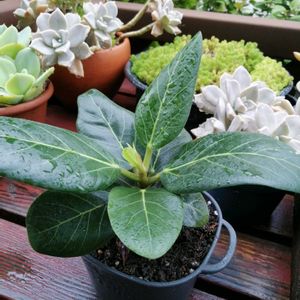ウンベラータ,フィカス ベンガレンシス,観葉植物,ガーデニング,多肉棚の画像