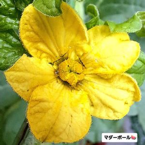 スイカ,マダーボール,小玉スイカ,自家製野菜,空中栽培の画像