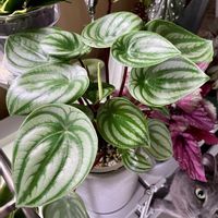 ペペロミア サンデルシー,スイカぺぺ,観葉植物,お花,キキ　ぺぺロミアの画像