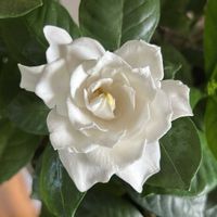 クチナシ,クチナシ　八重咲き,ベゴニア ダブレット,花のある暮らし,小さな庭の画像