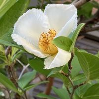 ラベンダー,夏椿,風蘭,今日のお花の画像
