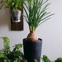 トックリラン,ノリナ,観葉植物,塊根植物,コーデックスの画像
