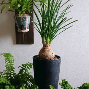 トックリラン,ノリナ,観葉植物,塊根植物,コーデックスの画像