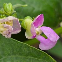 インゲン,ツルナシインゲン,季節の花,食用,田畑の画像