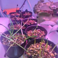 アガベ,多肉植物,植え替え,実生,成長記録の画像