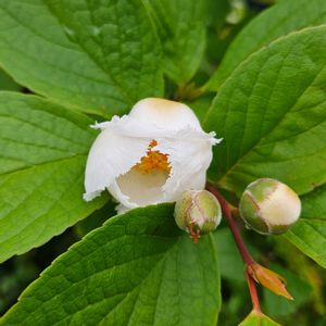 夏椿,ナツツバキ,鉢植え,明るい日陰,プランターの画像