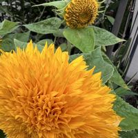 ヒマワリ,テディベアひまわり,鉢植え,夏の花,楽しみ〜の画像