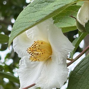 ウチョウラン,ナツツバキ,今日のお花,庭の草＊花＊木,profileﾌｪﾁෆ˚*の画像