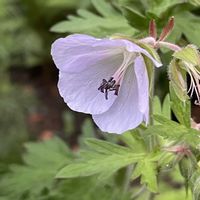 ゲラニウム,黒花フウロソウ(ゲラニウム・ファエウム),山野草,花のある暮らし,フウロソウ科の画像