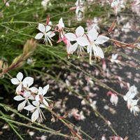 ガウラ,キキョウ,ノウゼンカズラ,ムラサキツユクサ,ネコ好きの画像