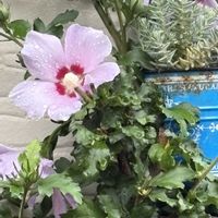 キキョウ,ムクゲ,桔梗,ききようの画像