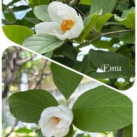 ナシ,ナシ,ナツメ,ナツメ,松ぼっくりの画像