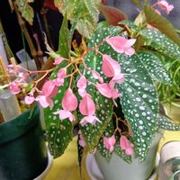 エキナセア,エキナセア,木立ベゴニア,ガウラ（ピンク）,可愛い❤の画像