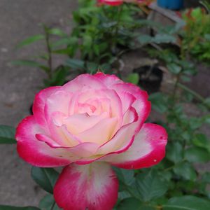 ミニバラ,バラアンジェラ,キョウガノコ〈京鹿子〉,キョウガノコ〈京鹿子〉,キョウガノコ〈京鹿子〉の画像